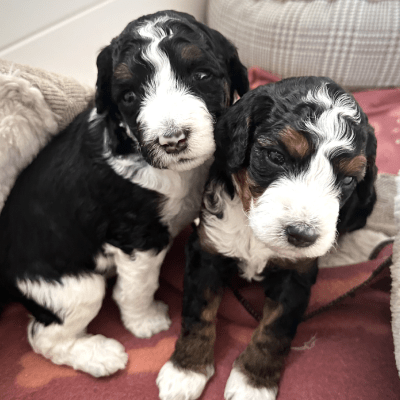 PUPPIES FOR SALE